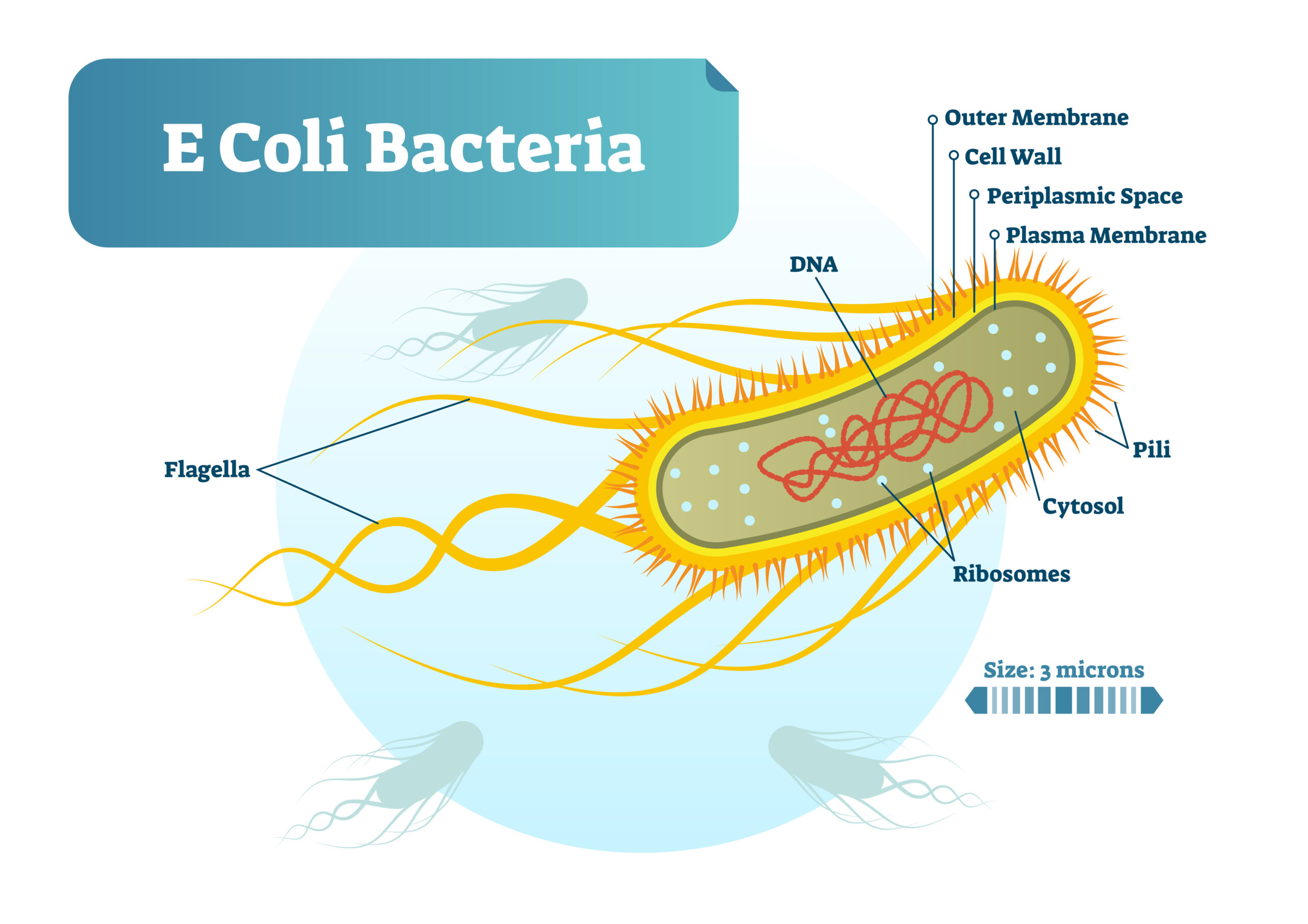 細菌（大腸菌）の模式図