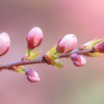 開花間近な桜の蕾