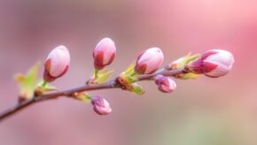 開花間近な桜の蕾